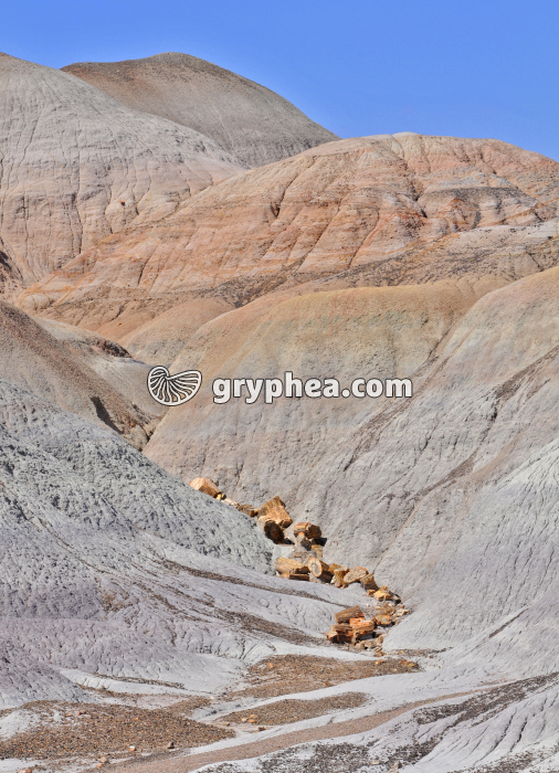 Petrified forest - gryphea.com